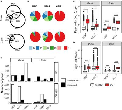 Frontiers | Rapid Evolution of Autosomal Binding Sites of the 